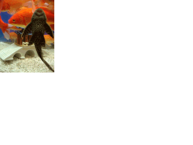 fishsmall