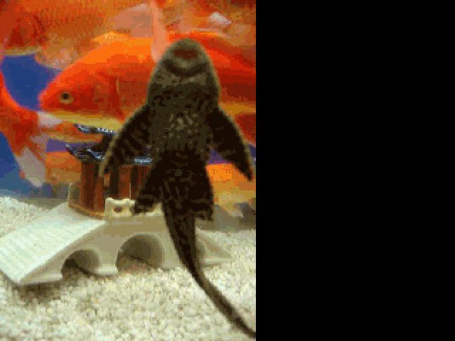 fishsmall2