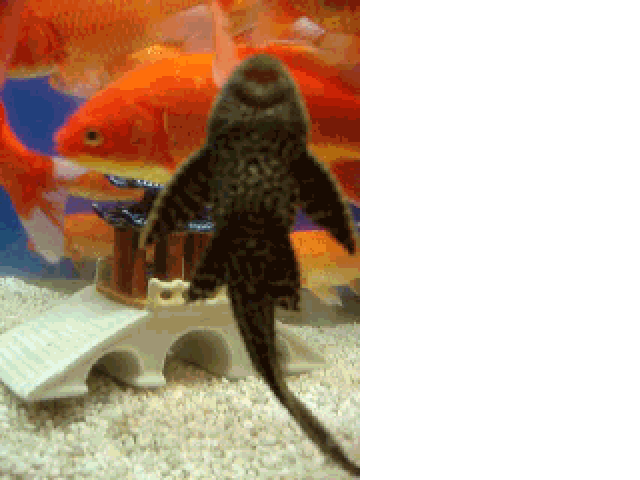fishsmall2